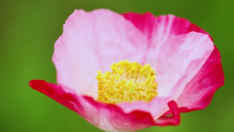 Pink-Iceland-Poppy-flower-close-up