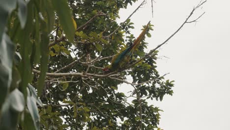 Great-green-macaw-on-a-treetop-in-the-tropical-rainforest-nature-of-Colombia,-south-America