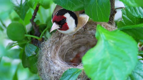 Beautiful-goldfinch-mother-bird-looking-after-her-chicks-sitting-safely-in-their-nest-made-on-the-branch-of-a-blooming-tree
