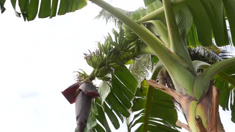 Banana-tree,-Bunch-of-small-bananas