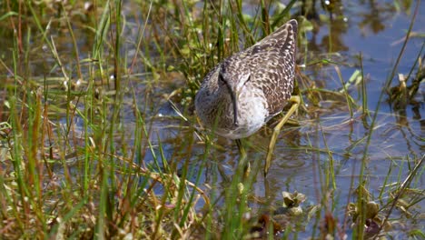 Calidris-Pugnax-Bird-looking-for-food-on-shore-of-pond-with-green-water-plants