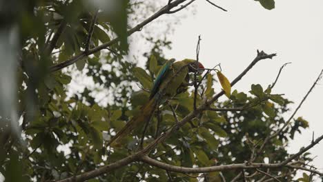Great-Green-Macaw-Perching-On-The-Tree-Branch-During-Daytime-At-A-Sanctuary-In-Punta-Uva,-Costa-Rica---low-angle-shot