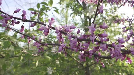 Eastern-Redbud-purple-flowers-on-a-branch-with-greenery-in-the-background
