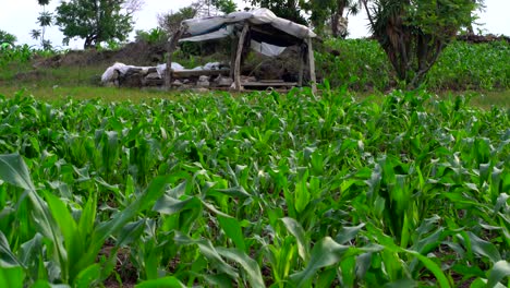 Crop-field-in-Central-America