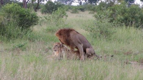 Healthy-pair-of-African-Lions-mate,-copulate-in-dry-grass-meadow
