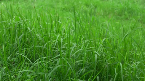 4k-green-weed-grass-in-the-wind-during-the-day