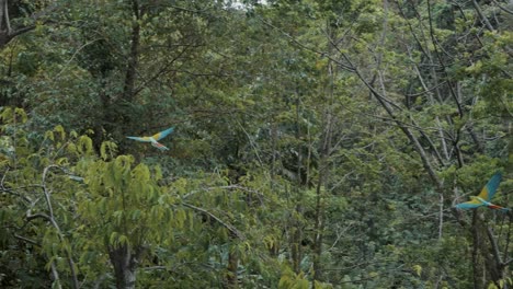 Tracking-shot-of-flying-great-green-macaw-parrots-in-wild-jungle-of-Costa-Rica-during-bright-day