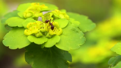 Alternate-leaved-golden-saxifrage-with-tiny-reddish-ant