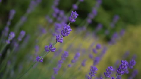 Close-up-of-Lavenders-in-in-backyard-landscaping-4k-waving-to-light-breeze-and-wind-gusts
