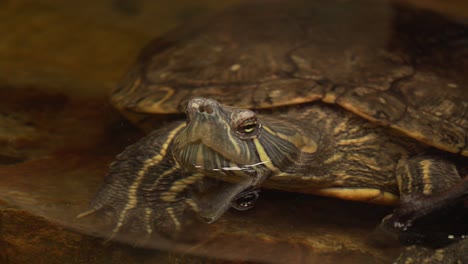 4k-Schildkröte-Mit-Kopf-über-Der-Wasseroberfläche,-Die-Frische-Luft-Atmet