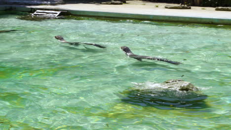 Gruppe-Von-Seelöwen,-Die-Im-Pool-Für-Eine-Aquashow-In-Der-Zoo-Handaufnahme-Schwimmen
