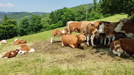 Handheld-video-of-cows-resting-in-the-sun-at-the-farm