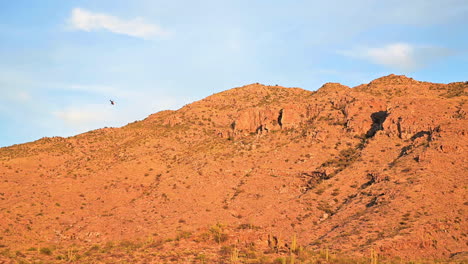 Rettungshubschrauber-Fliegt-über-Tucson-Mountains-Auf-Der-Suche-Nach-Vermissten-Wanderern,-Arizona