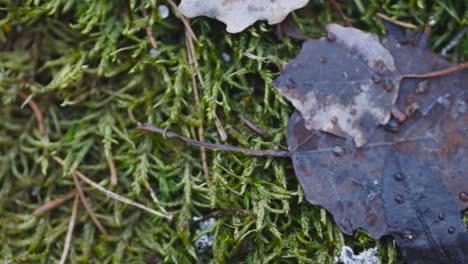 Wet-fallen-leaves-on-green-moss-covered-ground