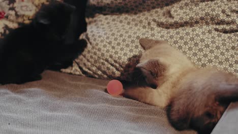 Two-kittens-playing-on-the-couch-with-a-small-ball