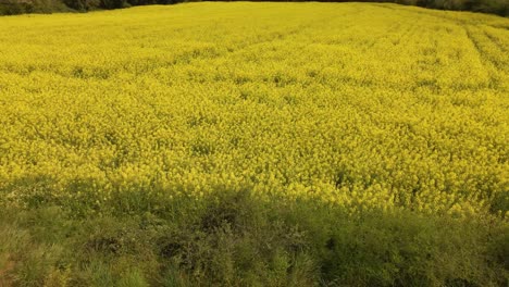 Aerial-flying-backwards-over-rapeseed-flowery-field-and-cultivated-land