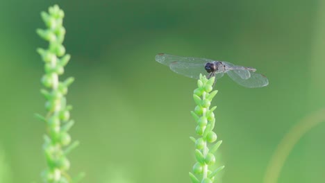 Schwarzes-Libelleninsekt,-Das-Auf-Einer-Grünen-Pflanze-Ruht