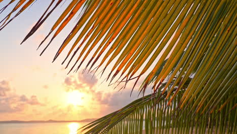 Exotic-Tropical-Destination-Revealing-View-of-Golden-Hour-Sunlight-on-Palm-Trees-Sandy-Beach,-Horizon-and-Reflection-on-Calm-Sea