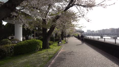 Walking-on-path-next-to-Sumidagawa-river-with-Sakura-in-Tokyo