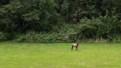 Male-Roosevelt-Elk-Calf-Standing-Alone-In-Grassy-Field-In-Spring