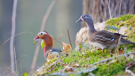 Pair-Of-Mandarin-Ducks-Perched-On-Grass-Looking-Out