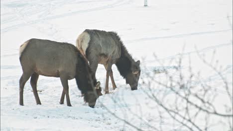 Elk-peacefully-grazing-in-the-winter