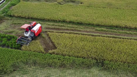 Fall-rice-plants-being-harvest-by-modern-machine-or-combine-tractor-at-paddy-field-in-Asian-country