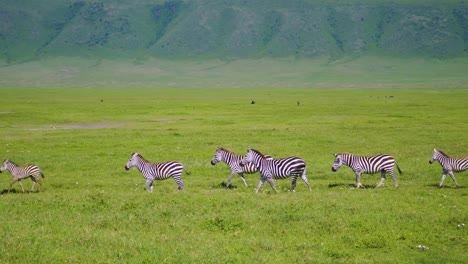 Zebras-skew-across-a-green-field-against-the-backdrop-of-a-mountain-range-in-African-safari