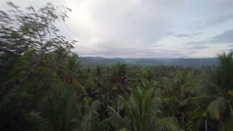 Drone-Vuela-Sobre-La-Selva-De-Palmeras-En-La-Selva-Tropical-Bali-Occidental-Indonesia