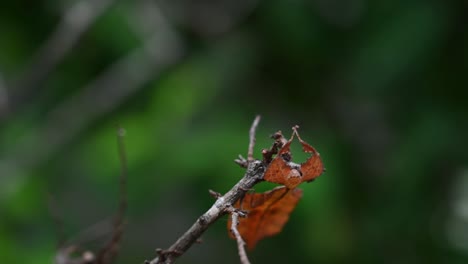 4K-Close-Up-of-Javanese-Leaf-Insect-Phyllium-Pulchrifolium-on-a-Twig-in-a-Forest-at-30FPS-found-motionless-then-starts-moving-even-with-some-little-wind-to-mimic-a-leaf