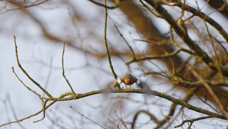 Einsamer-Hawfinch-Vogel-Auf-Baum-Am-Kalten-Morgen,-Fliegend-Zwischen-Ästen,-Zeitlupe