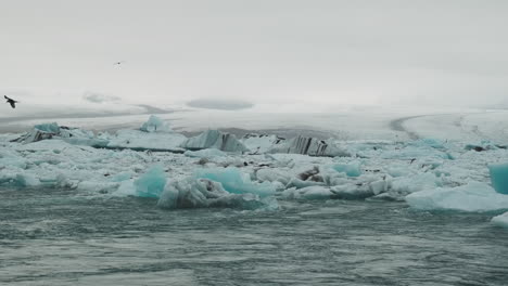 Seevögel-Auf-Der-Suche-Nach-Einer-Mahlzeit-In-Einer-Isländischen-Gletscherlagune