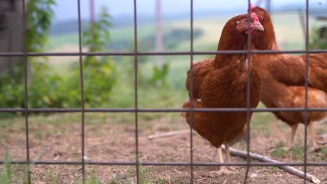 Two-brown-chicken-looking-at-camera-curious-behind-fence-in-rural-free-range-farm