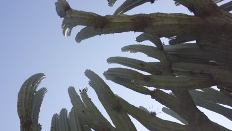 Ein-Lophocereus-Marginatus-Kaktus-In-Mixteca-Poblana,-Puebla,-Mexiko