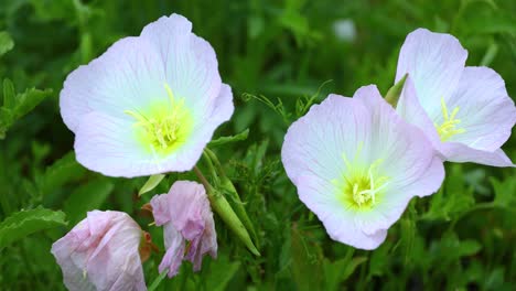 Closeup-static-video-of-Primrose-flowers-blowing-in-the-wind