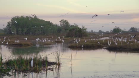 Große-Zypressenkonservenlandschaft-Mit-Fliegenden-Vögeln-Im-Morgengrauen