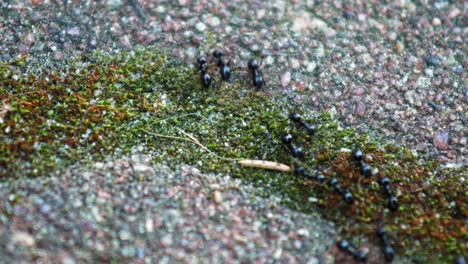 Ants-Busily-Go-By-Pebbled-Floor-Marching