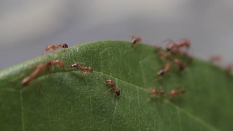 Nahaufnahme-Einer-Kleinen-Mühsamen-Gruppe-Roter-Ameisen,-Die-Sich-Am-Rand-Eines-Grünen-Blattes-Bewegen,-4k