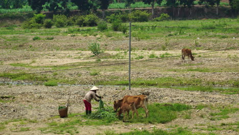 Unrecognizable-Vietnamese-farmer-feeding-cow-and-calf.-Static