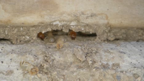 A-couple-of-termites-climb-a-wall-and-enter-it