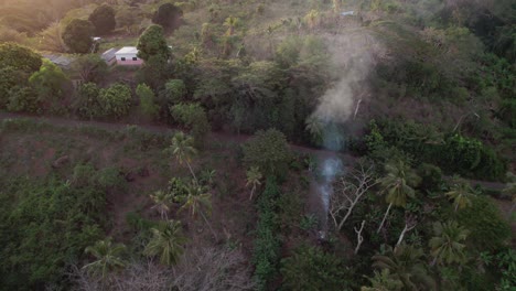 Pan-over-smoke-plume-in-exotic-forest-next-to-small-rural-houses