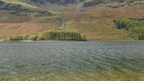 Canadian-Geese-on-Buttermere-Lake,-Lake-District,-Cumbria,-England