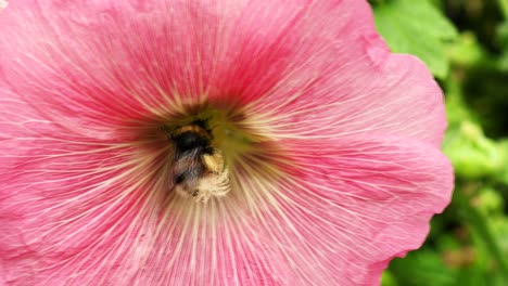 A-Bumble-bee-flies-into-a-red-flower-in-a-country-garden