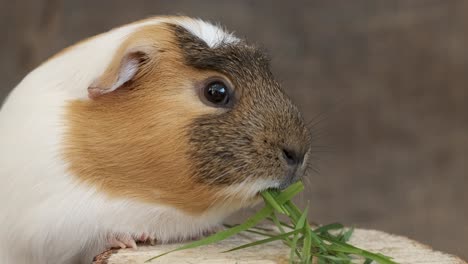 Guinea-Pig-Slow-Motion-Feeding-On-Grass-Indoors-Close-Up