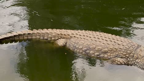 Crocodile-relaxing-in-the-water,-staying-cool-in-hot-African-weather