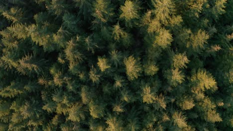 Aerial-Shot-Slowing-Rising-from-a-Coniferous-Forest-at-Sunrise