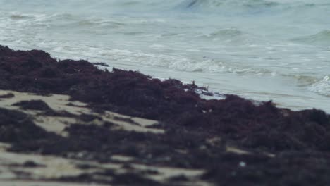 Algas-Muertas-Arrojadas-En-Cantidad-Por-Las-Olas-En-Una-Playa-De-Arena-Blanca,-Contaminación-Ambiental,-Costa-Del-Mar-Báltico,-Día-De-Otoño-Nublado,-Toma-De-Primer-Plano-Medio