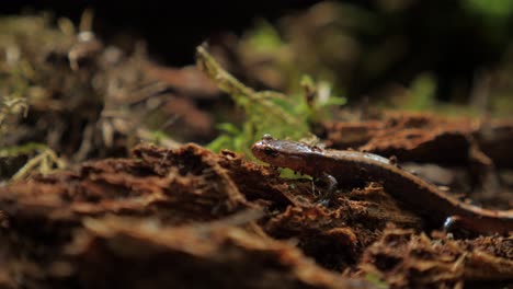 Close-up-of-Long-Toed-Salamander-in-Forest