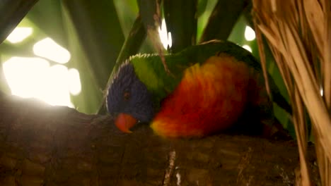 Pájaro-Colorido-Descansando-En-Un-árbol