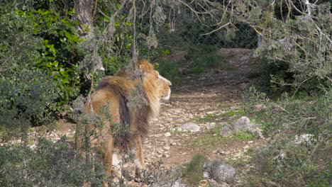 Tracking-shot-of-a-lion-walking-up-a-rocky-trail